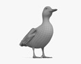 Mallard Duck 3d model