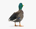 Mallard Duck 3d model