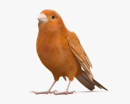 Domestic Canary 3D model