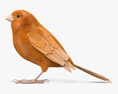 Kanarienvogel 3D-Modell