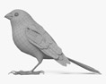 Domestic Canary 3d model