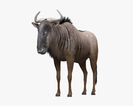 Wildebeest 3D model