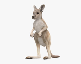 Kangaroo Joey 3Dモデル