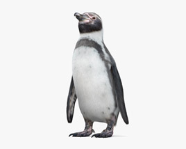 Humboldt Penguin 3D model
