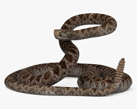 Rattlesnake 3D model