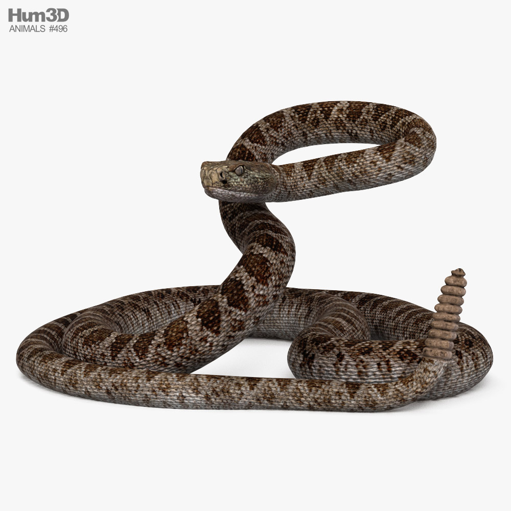Rattlesnake 3D model