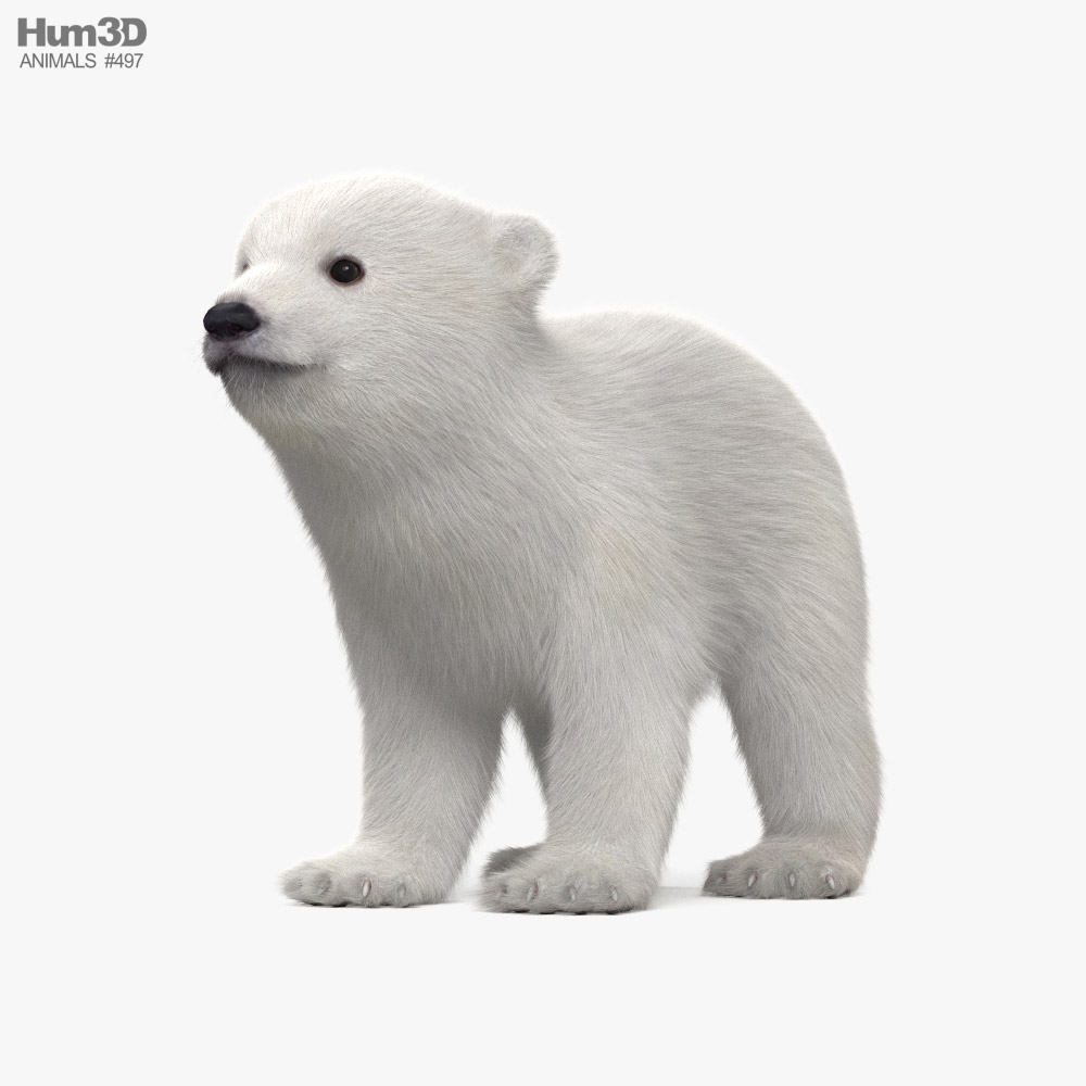 Polar Bear Baby 3D model