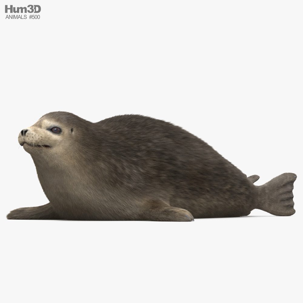 Harbor Seal 3D model