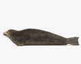 Phoque veau-marin Modèle 3d