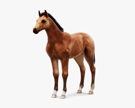 Horse Foal 3D model