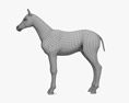 Horse Foal 3d model