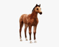 Horse Foal 3d model