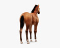 Pferdefohlen 3D-Modell