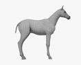 Puledro di cavallo Modello 3D