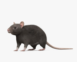 Black Rat 3D model