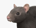 Черная крыса 3D модель