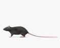 Rat noir Modèle 3d