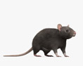 Черная крыса 3D модель