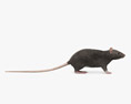 Black Rat 3d model