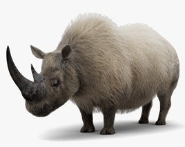 Rhinocéros laineux Modèle 3D