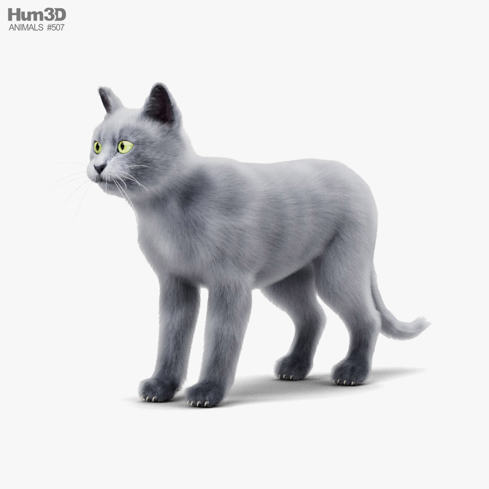 Chat gris Modèle 3D