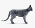 회색 고양이 3D 모델 