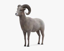 Bighorn Sheep 3D model