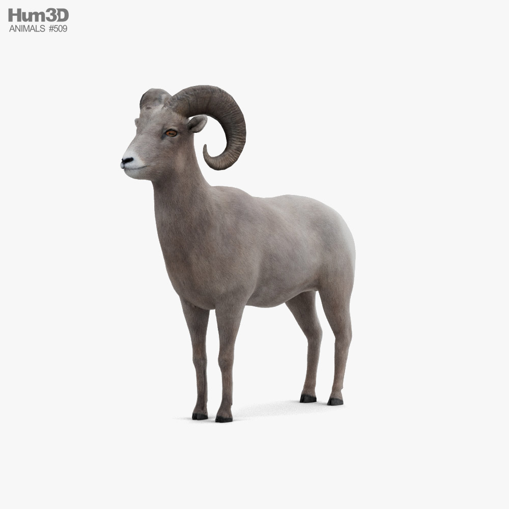 Mouflon canadien Modèle 3D