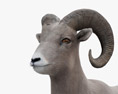 Bighorn Sheep 3d model