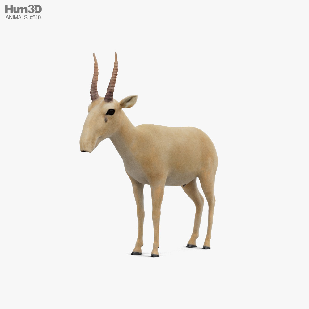 Saiga Antilope 3d model