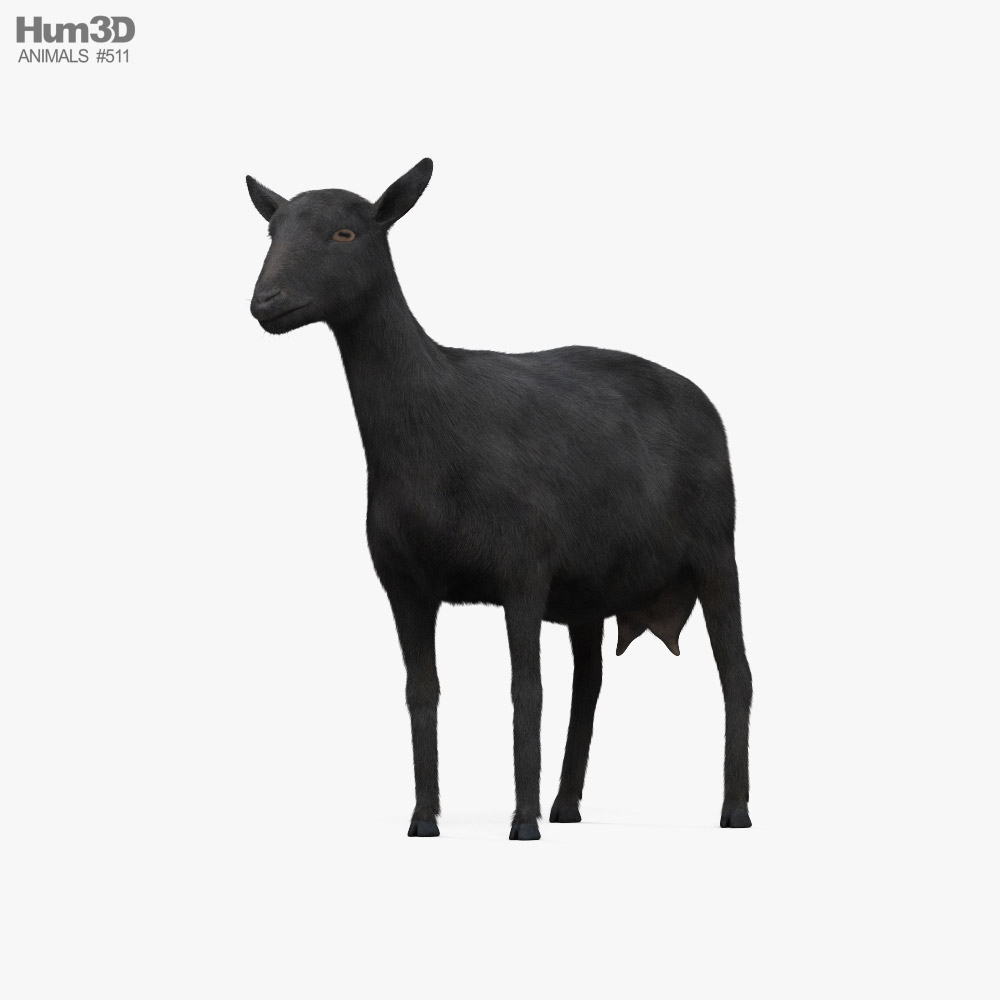 Black Alpine Goat 3D model