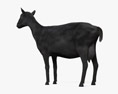 Black Alpine Goat 3d model
