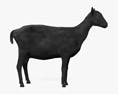 黑色高山山羊 3D模型