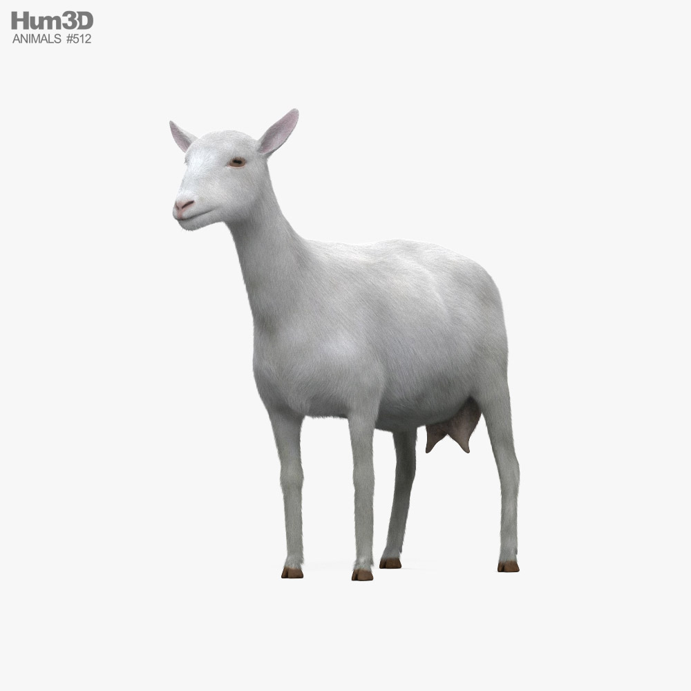 White Alpine Goat 3D model