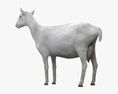 Белая альпийская коза 3D модель