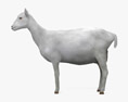 Cabra alpina branca Modelo 3d