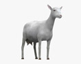 White Alpine Goat 3d model