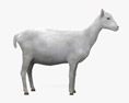 Cabra alpina branca Modelo 3d