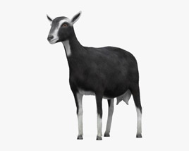 Black and White Alpine Goat 3D model