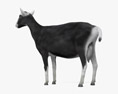 Черно-белая альпийская коза 3D модель