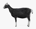 Chèvre alpine noire et blanche Modèle 3d