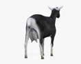 黑白高山山羊 3D模型