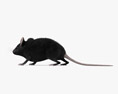 Black Mouse 3d model