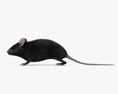 Schwarze Maus 3D-Modell
