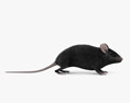Black Mouse 3d model