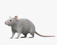 Ratto bianco Modello 3D