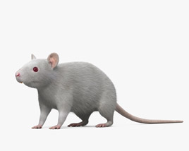 White Rat 3D model