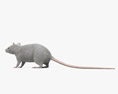 Белая крыса 3D модель