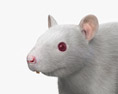 Rat blanc Modèle 3d