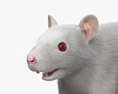 Weiße Ratte 3D-Modell